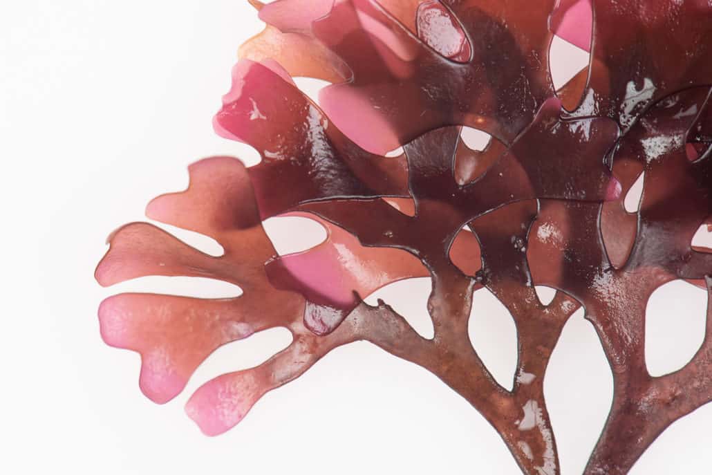 Sea Moss UK: What the Hype Gets Right and What It Gets Wrong