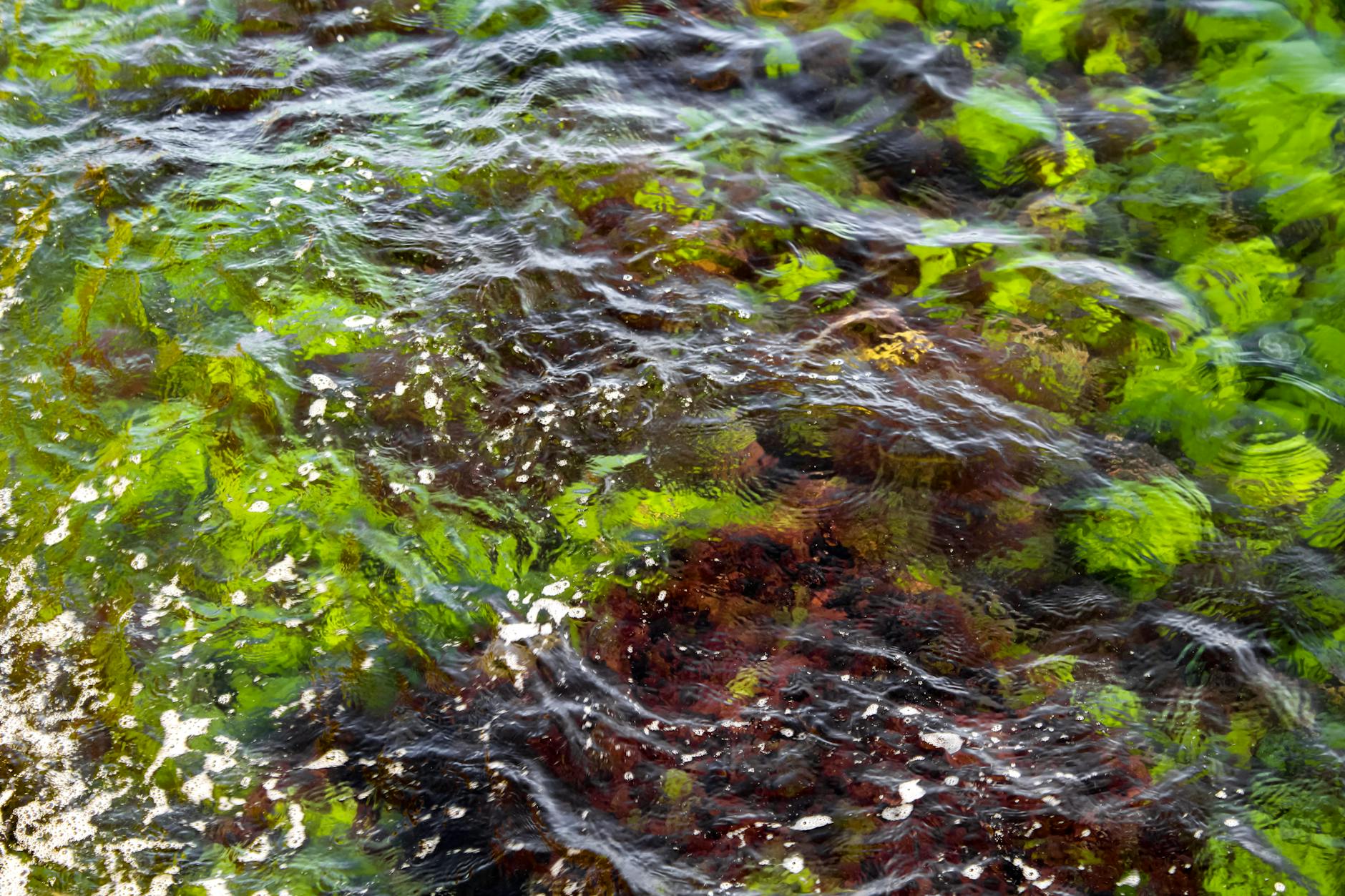 Vegan Omega-3 UK: Why Algae Is the Smarter Source (And How to Supplement It)