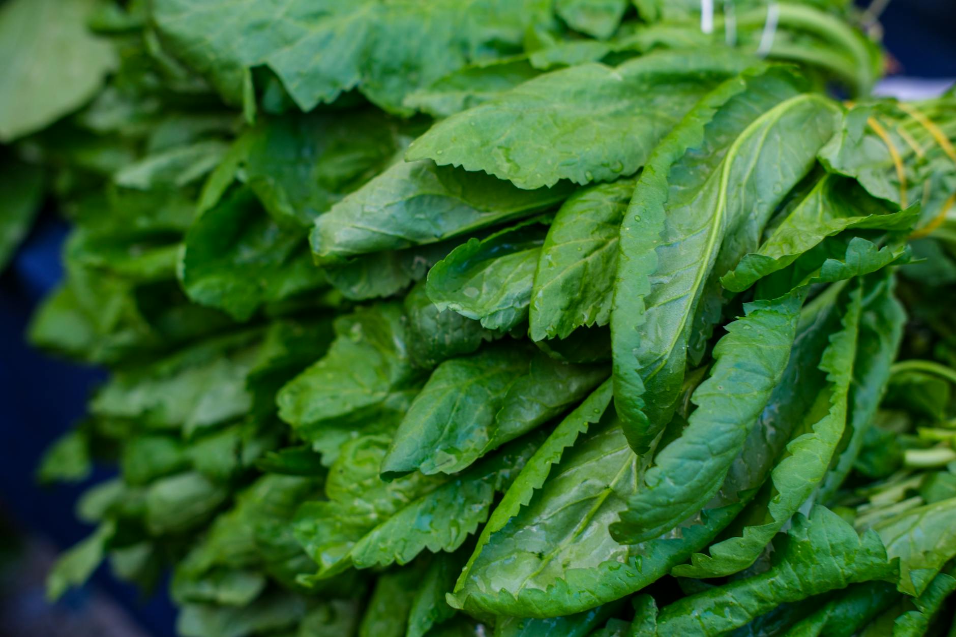 Vegan Multivitamin UK: What to Look For in a Plant-Based All-in-One