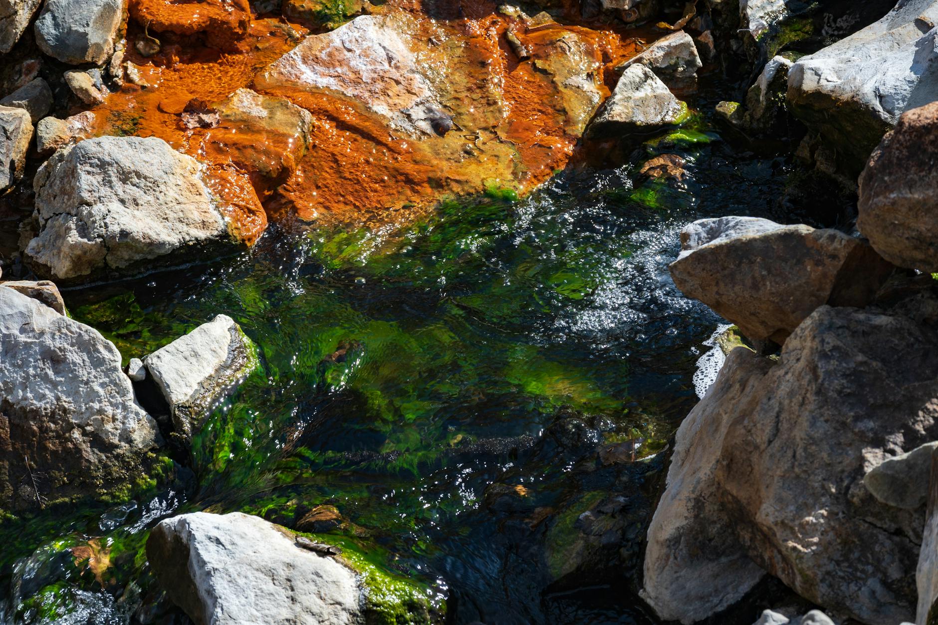 Vegan Omega-3 UK: Why You Need It and Which Algae Sources Actually Work