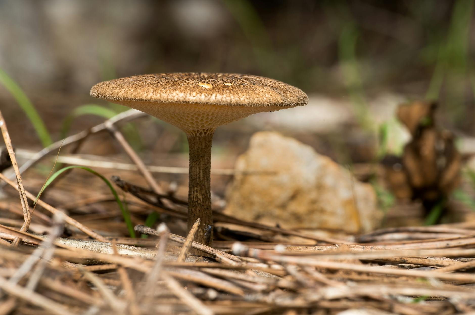 Reishi, Chaga, and Cordyceps: What Does Each Mushroom Actually Do?