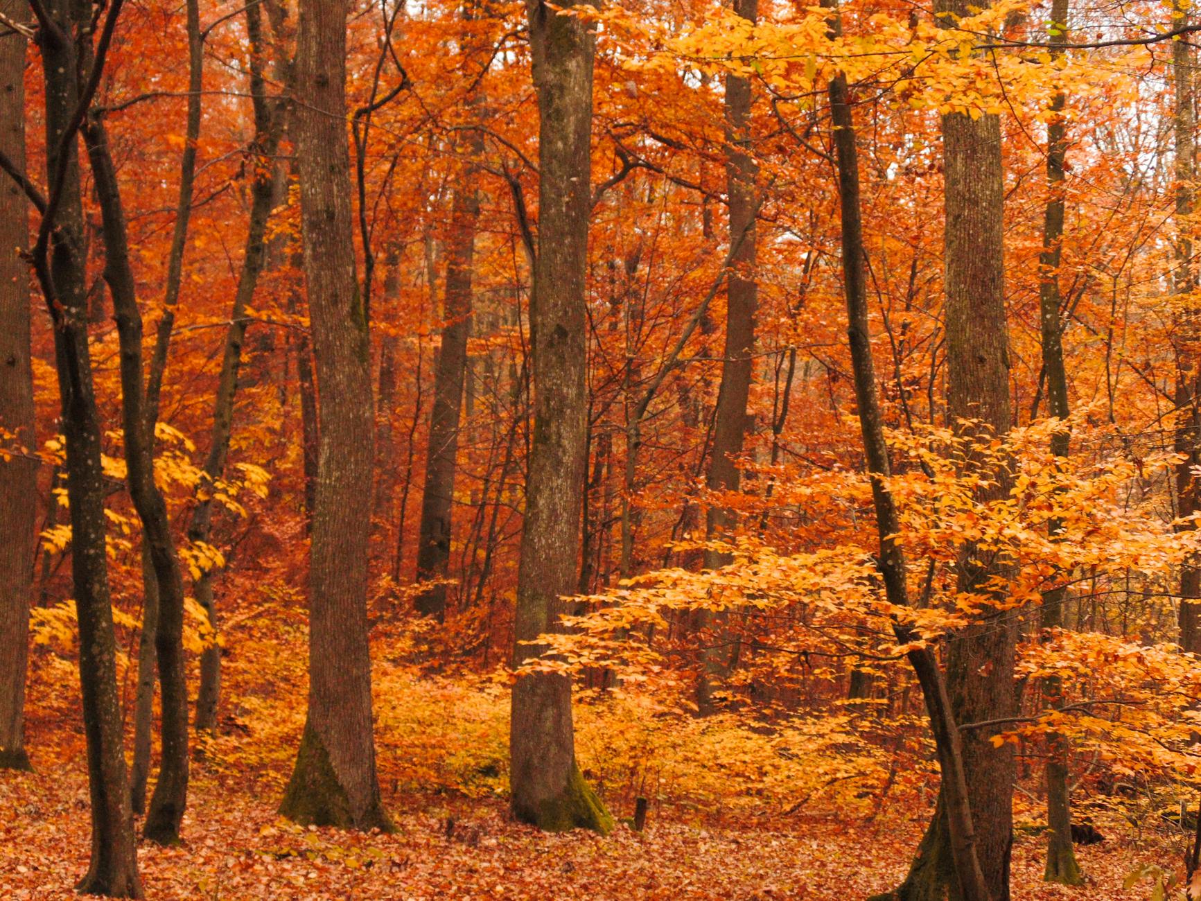 Immune Support Supplements UK: What to Take Before Winter Hits