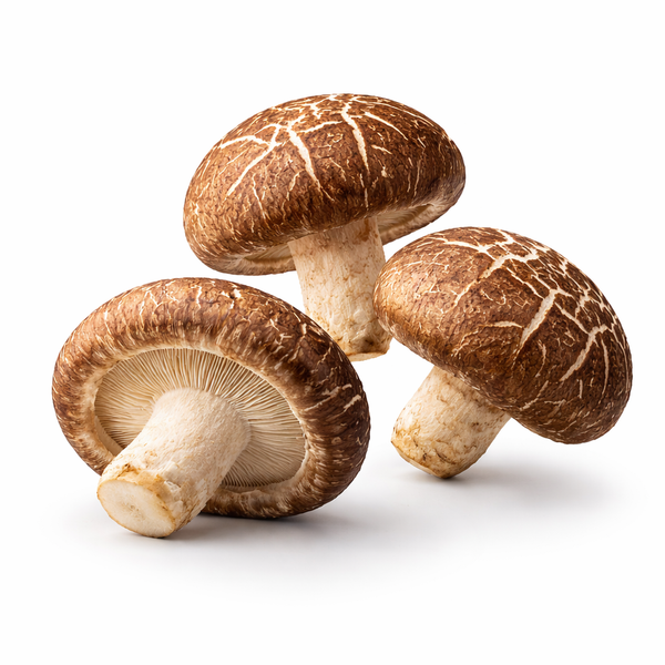Shiitake