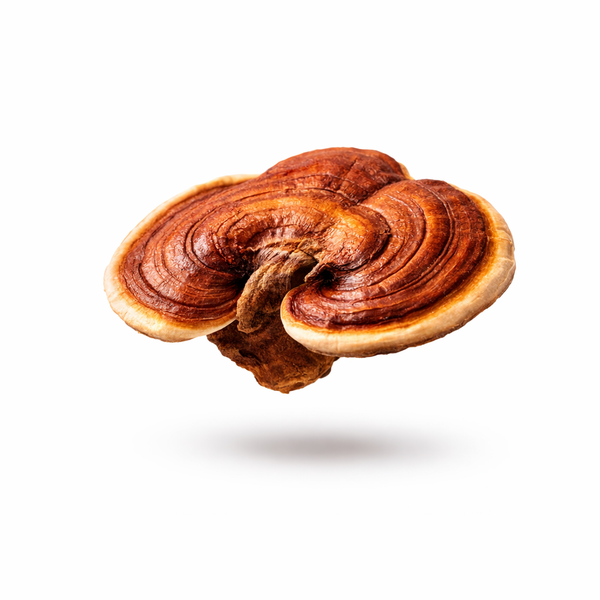 Reishi
