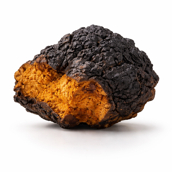 Chaga
