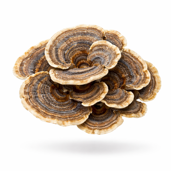 Turkey Tail