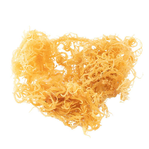 Irish sea moss Chondrus crispus gummy mushroom